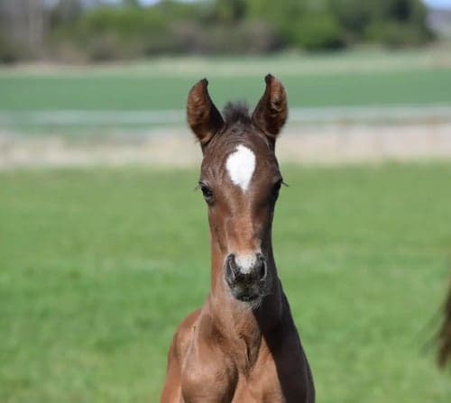 Image of Fantastiskt trevlig, snygg & välstammad hingst e.Skyline to B f-25