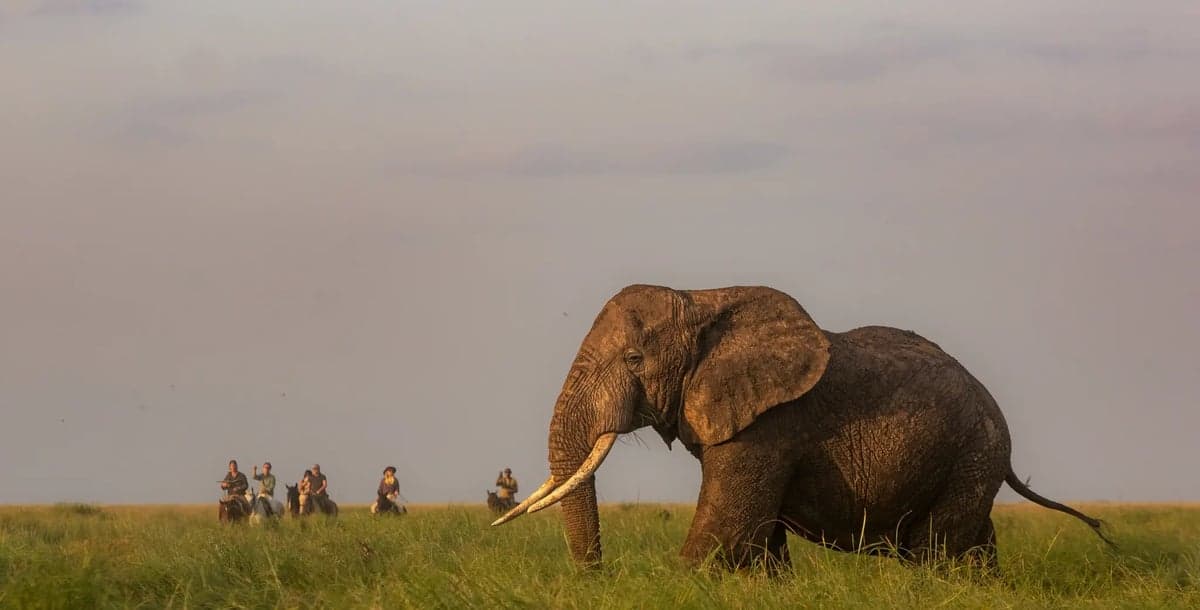 Bild 1 av Ridsafari vid Kilimanjaro – 7 nätter genom Tanzanias vildmark