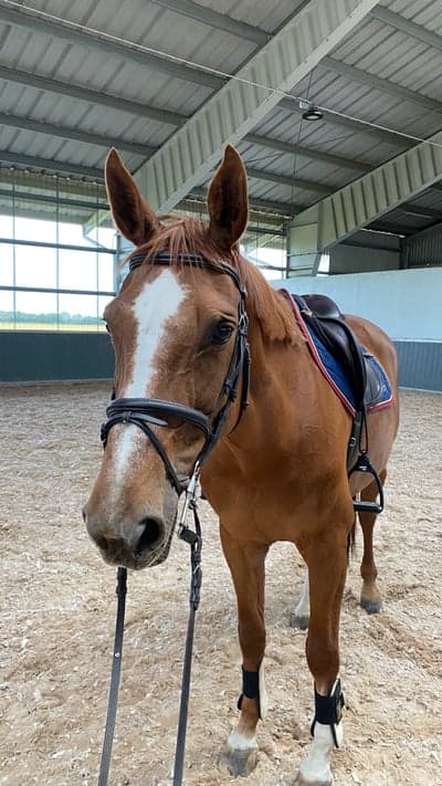 Post 15 of Belgian Warmblood