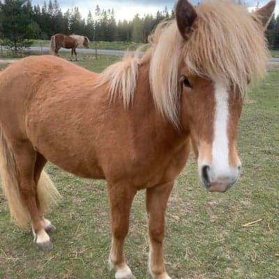 Snotra från Kullänga