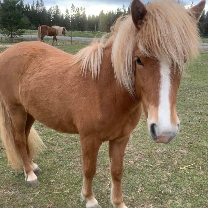 Media 1 av Snotra från Kullänga