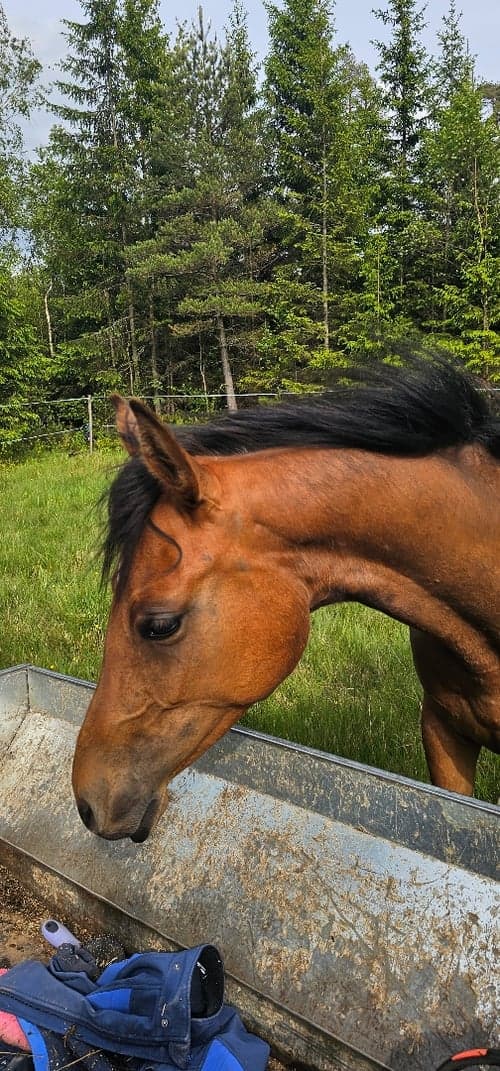 Image of Valack med fantastisk psyke