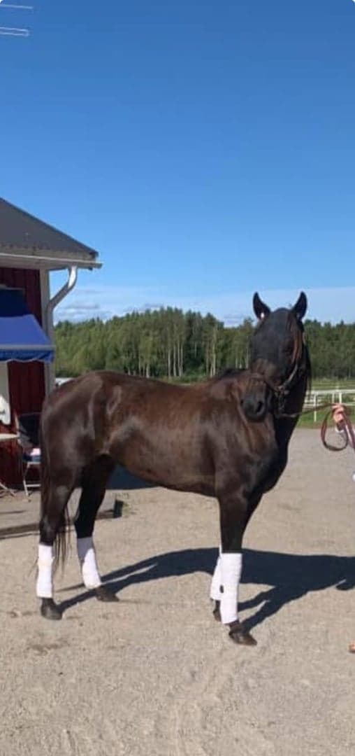 Bild 1 av Glace au Four