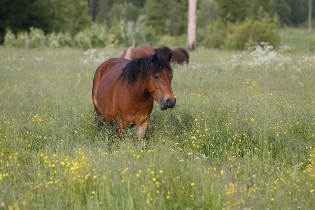 Image 1 of Formbar ponny