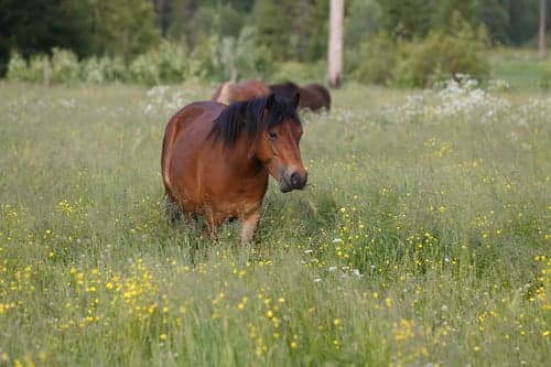 Image of Formbar ponny