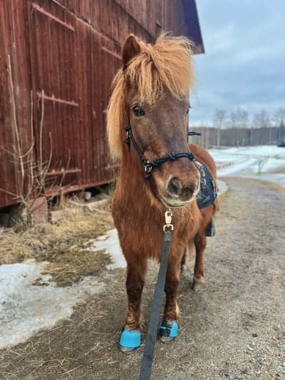 Inlägg 28 av Island med titeln equiband 