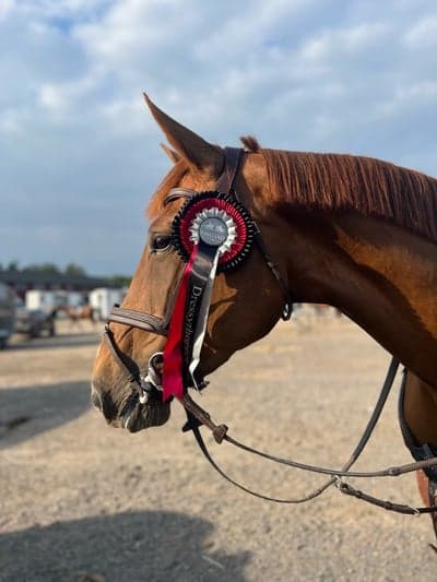 Inlägg 325 av Hoppning med titeln Kimstad 