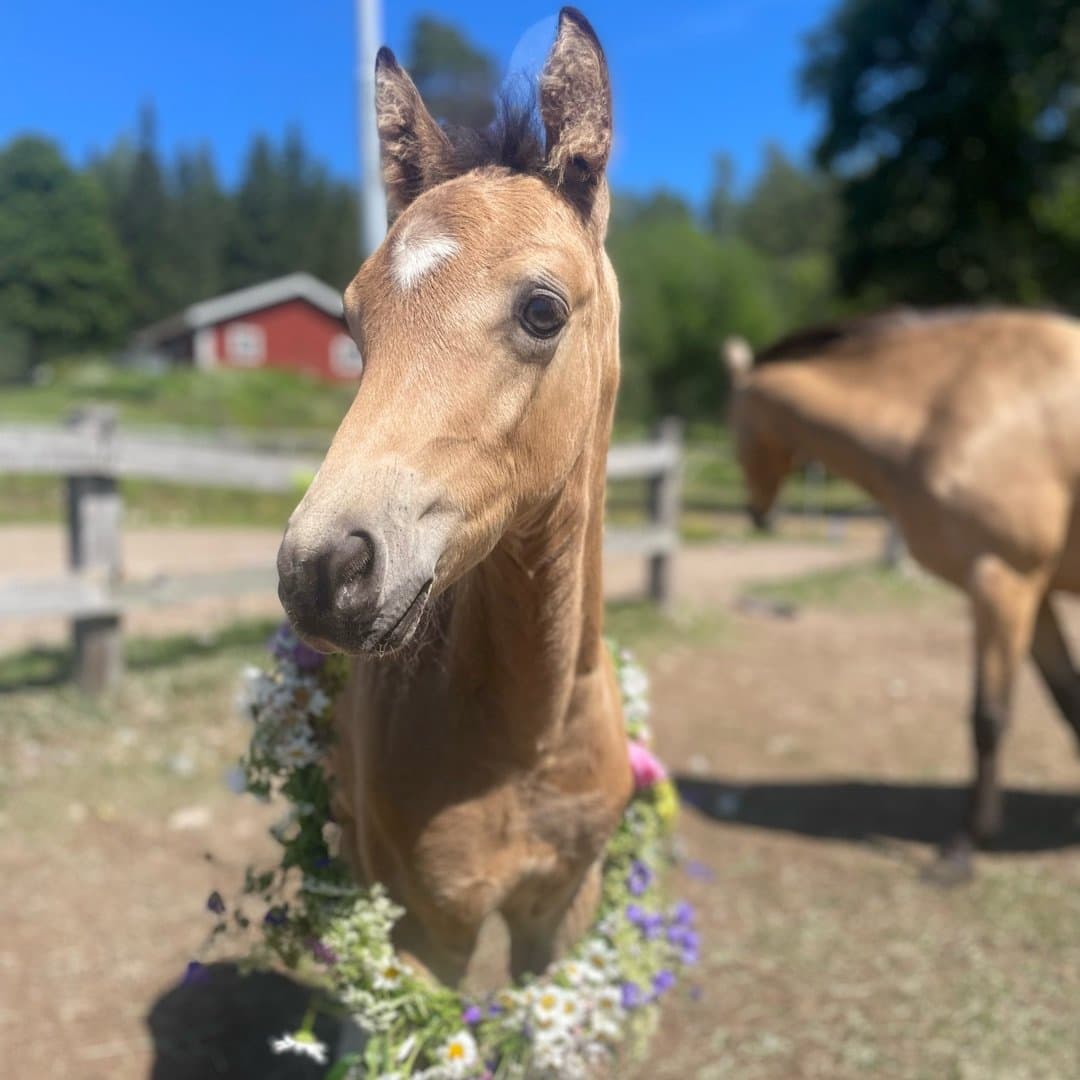 Image 1 of Cornet's camello