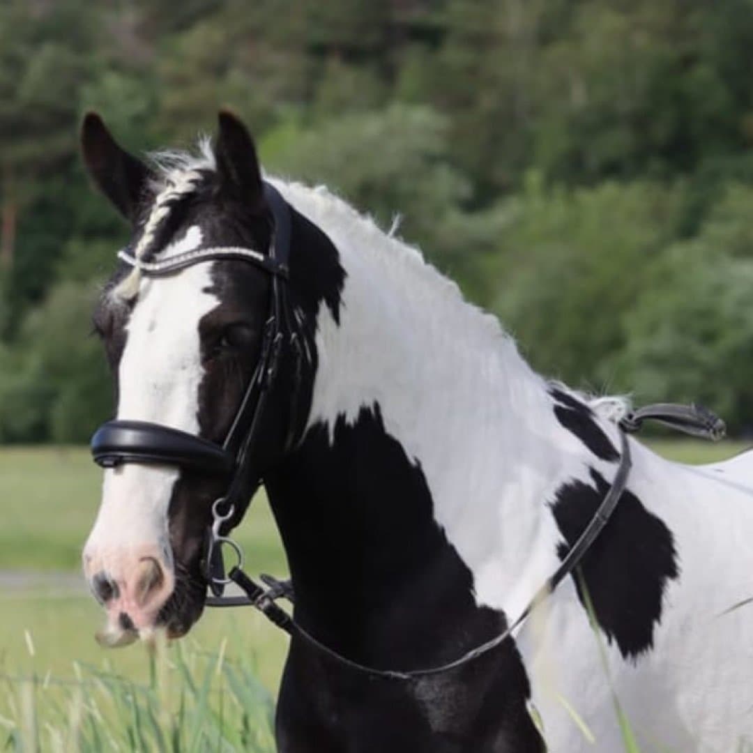 Bild 1 av Notorious Billy