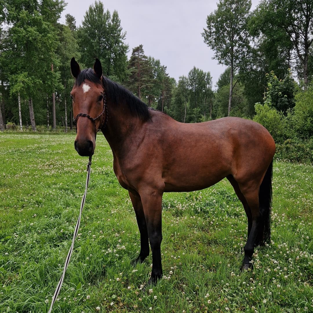 Image 1 of Compañero