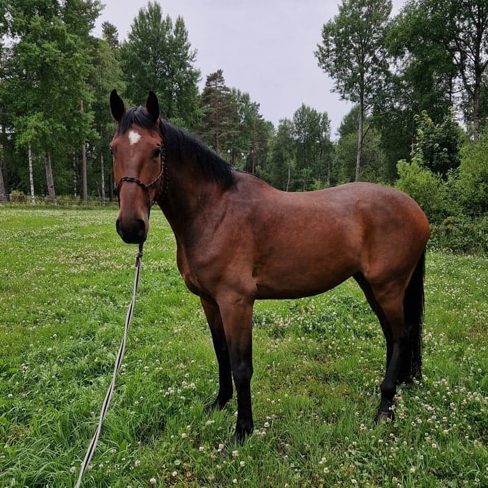 Media 1 of Compañero