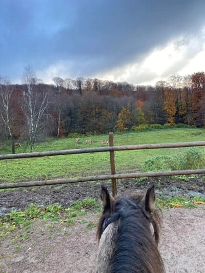 Inlägg 34 av Allround med titeln favorit öronen att sitta bakom❤️