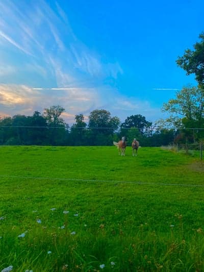 Inlägg 18 av Hunting med titeln bild på elitzia och merlin från den 29/9-23✨