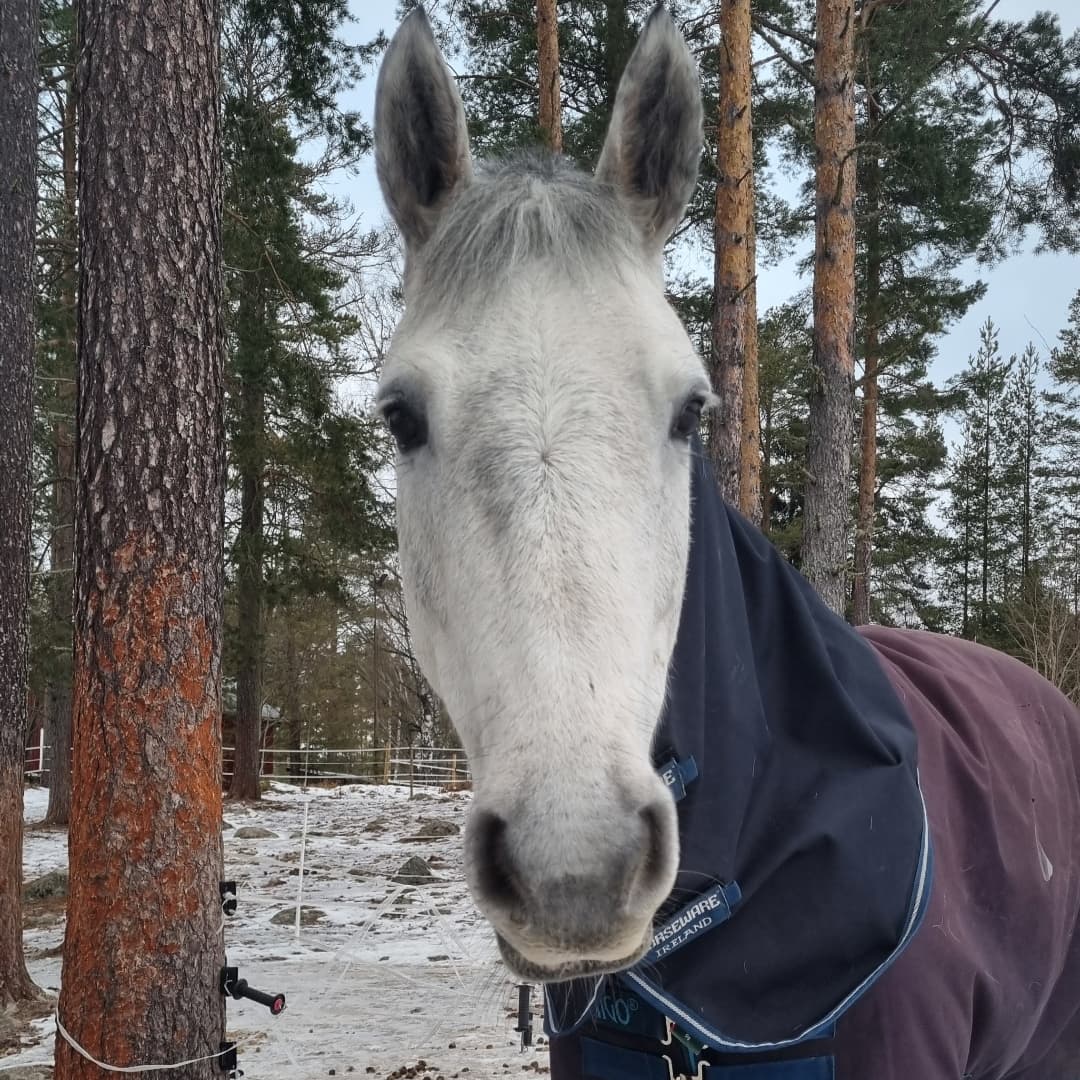 Bild 1 av Munsboro Silverheels