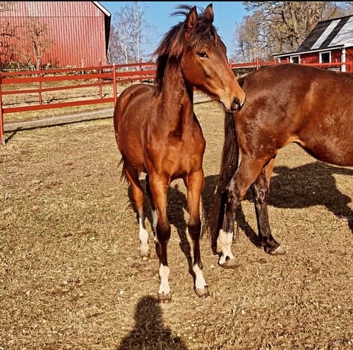 Image of Prepartbreed 
