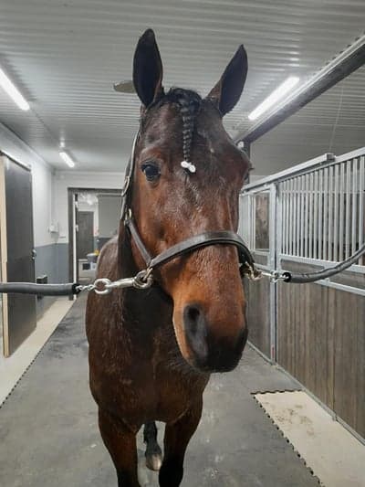 Inlägg 14 av Varmblodstravare med titeln Avel