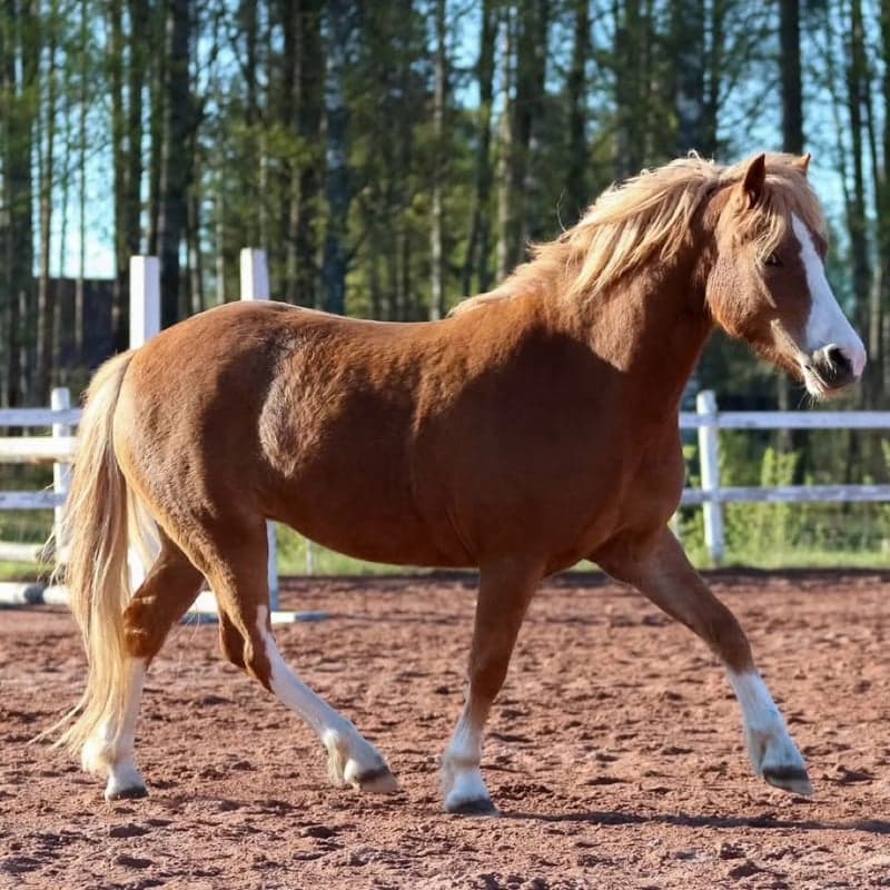 Bild 3 av Shiralee Frontera