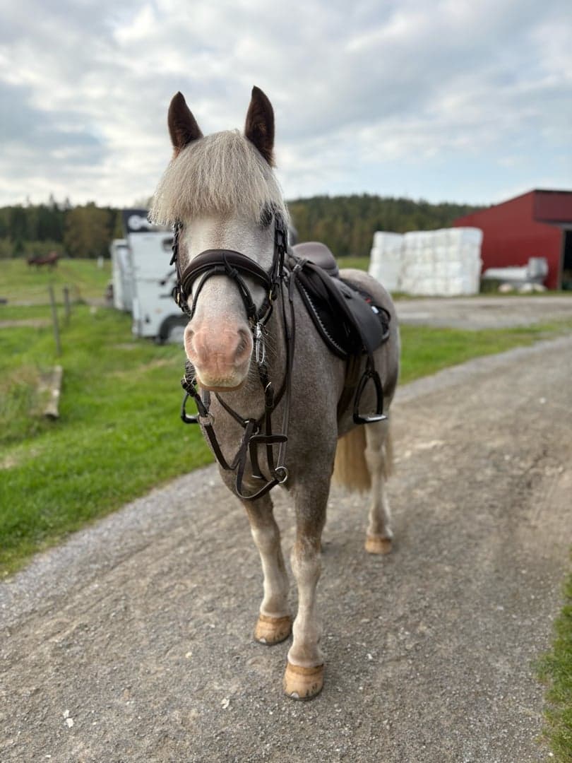 Bild 1 av Clogheen jim bob