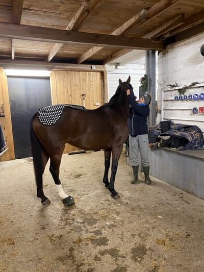 Inlägg 176 av Allround med titeln Mys med Star