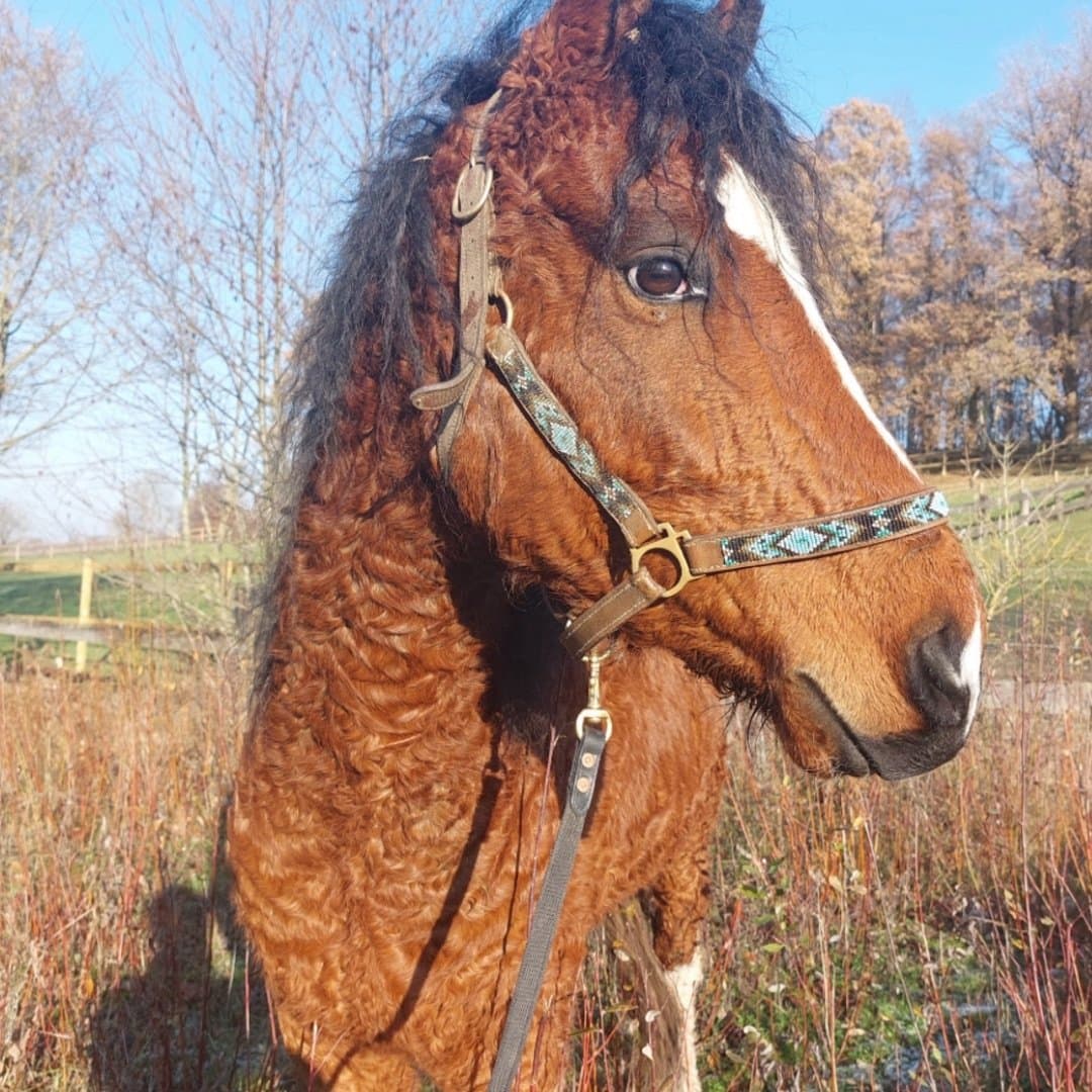 Bild 1 av Sparky
