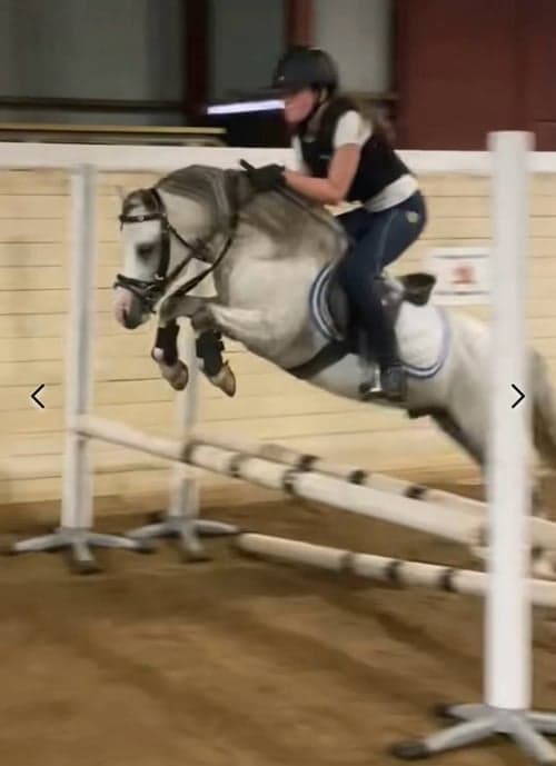 Bild av Härlig Welsh mountainhingst i avel!