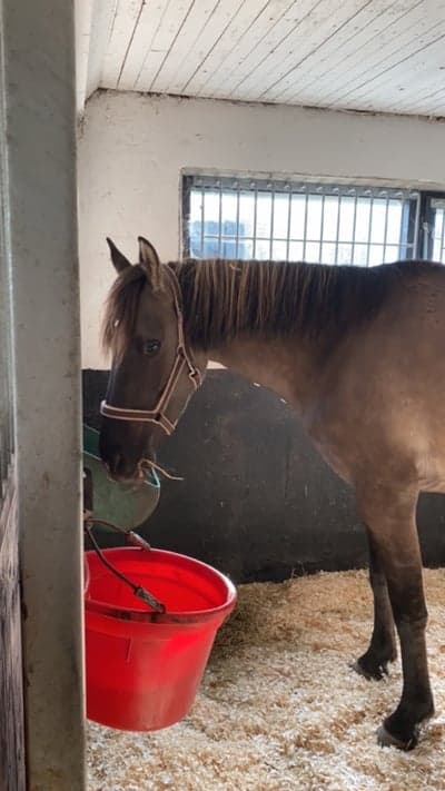 Post 12 of Kiger Mustang with title Tyrion kom hem