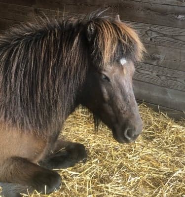 Bild 1 av Askur(lilleman)