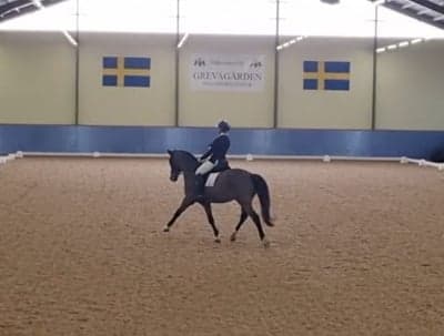 Inlägg 41 av Dressyr med titeln Fei-debuten