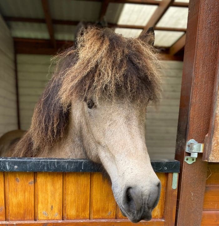 Media 1 av Þóra från englegård