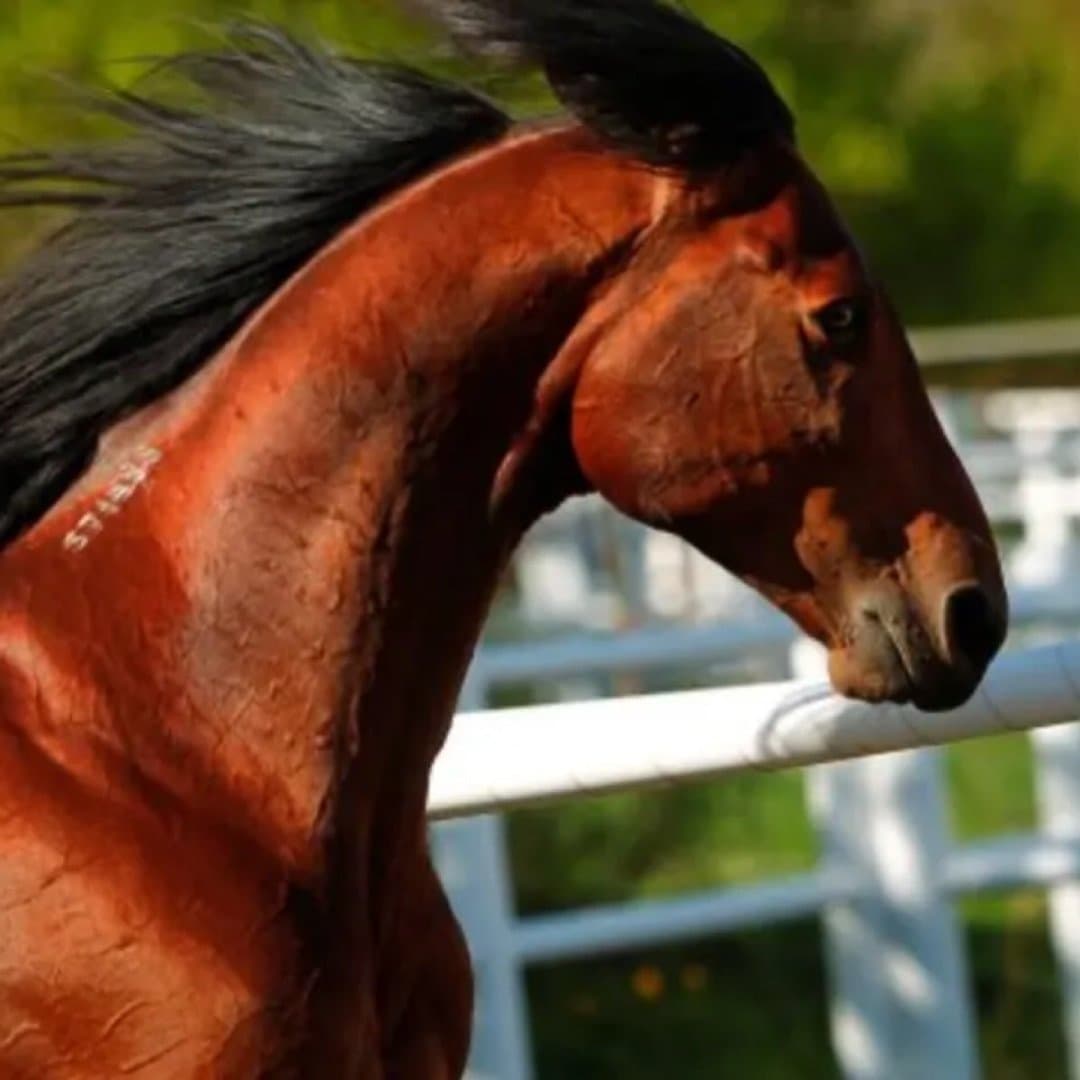 Image 1 of Amaru Boko