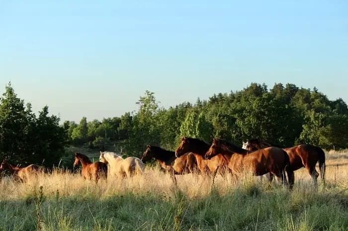Bild 4 av Hyr en sommarhäst eller ponny