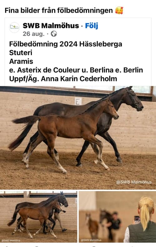 Bild av Snäll hingst -24 med riktigt bra hoppstam 