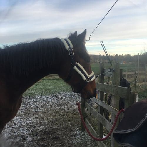 Profilbild av Angelica Kingsley