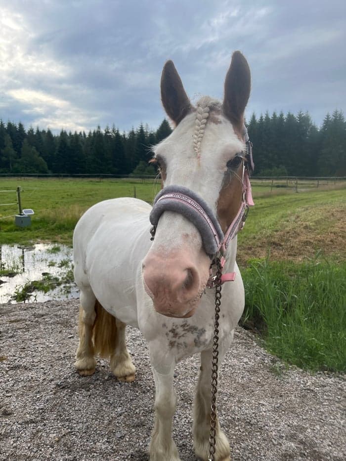 Media 5 av Belcarra Ally