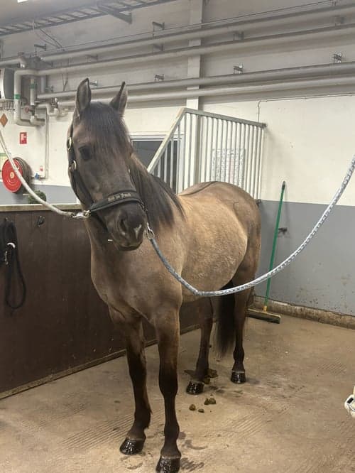 Bild av Mustang söker medryttare
