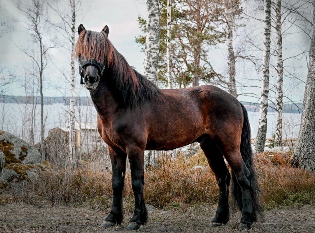 Bild 1 av Olson vom Schluensee 2