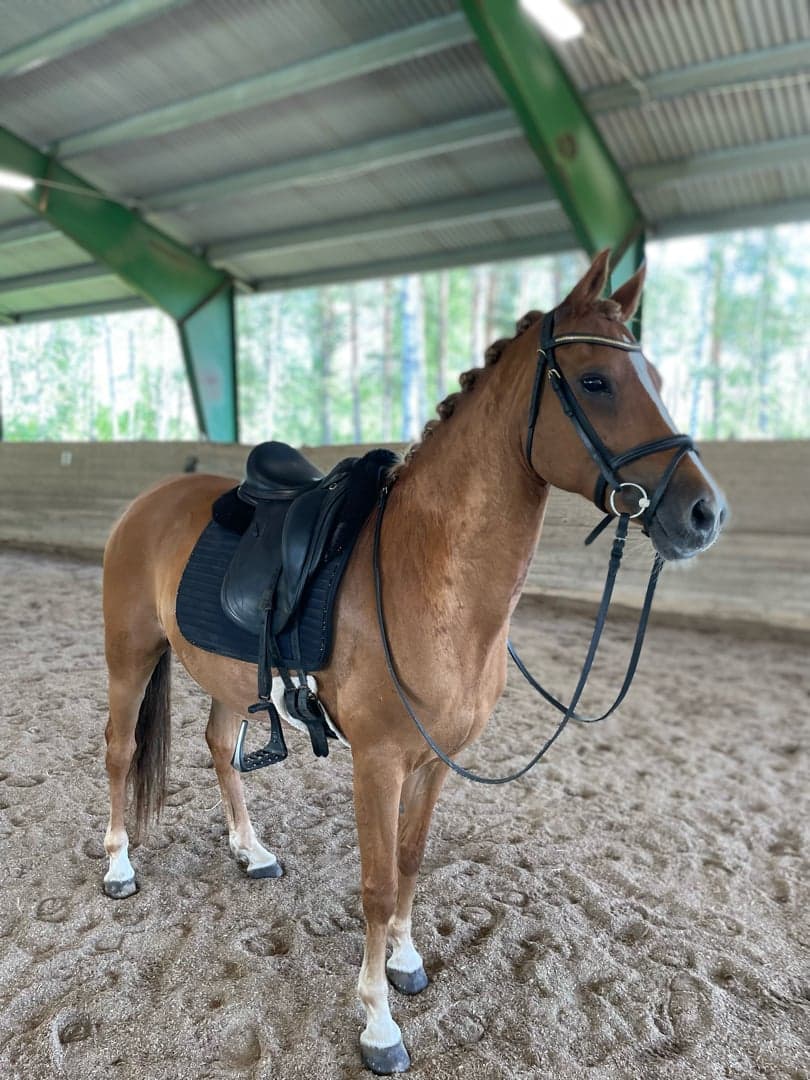 Bild 1 av FEI ponny för framtiden!🌟