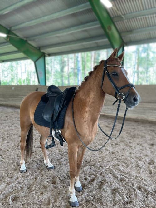 Bild av FEI ponny för framtiden!🌟