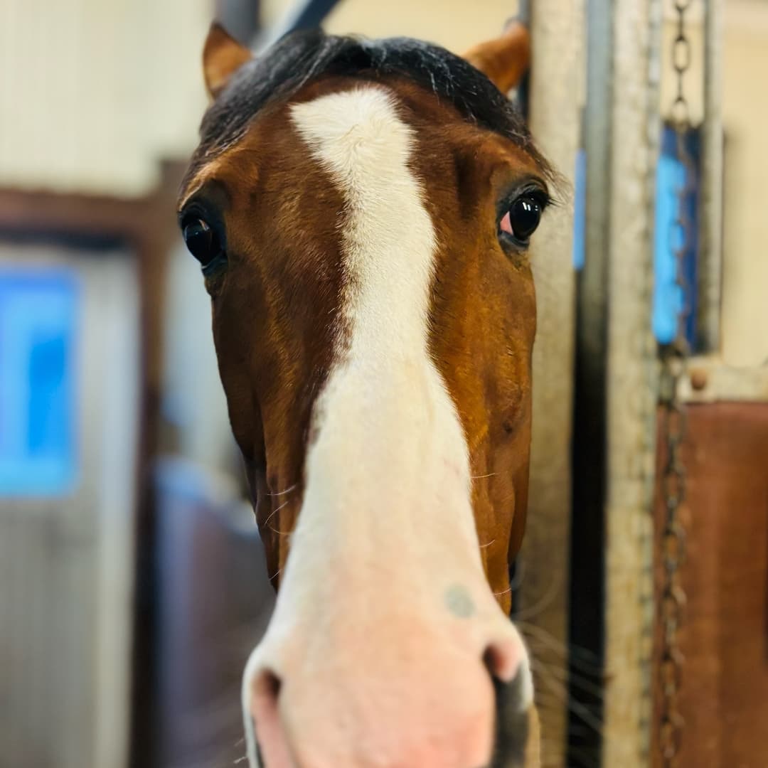 Bild 1 av Dark Honey