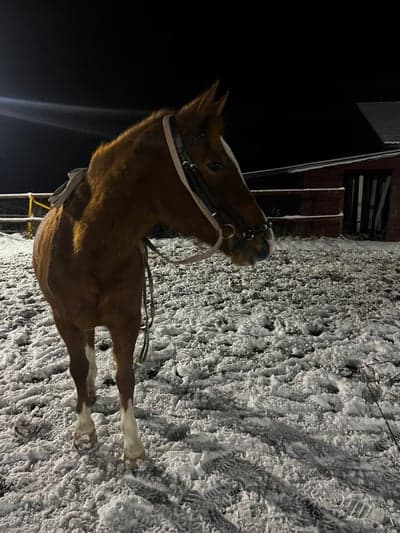 Inlägg 12 av Allround med titeln Longering