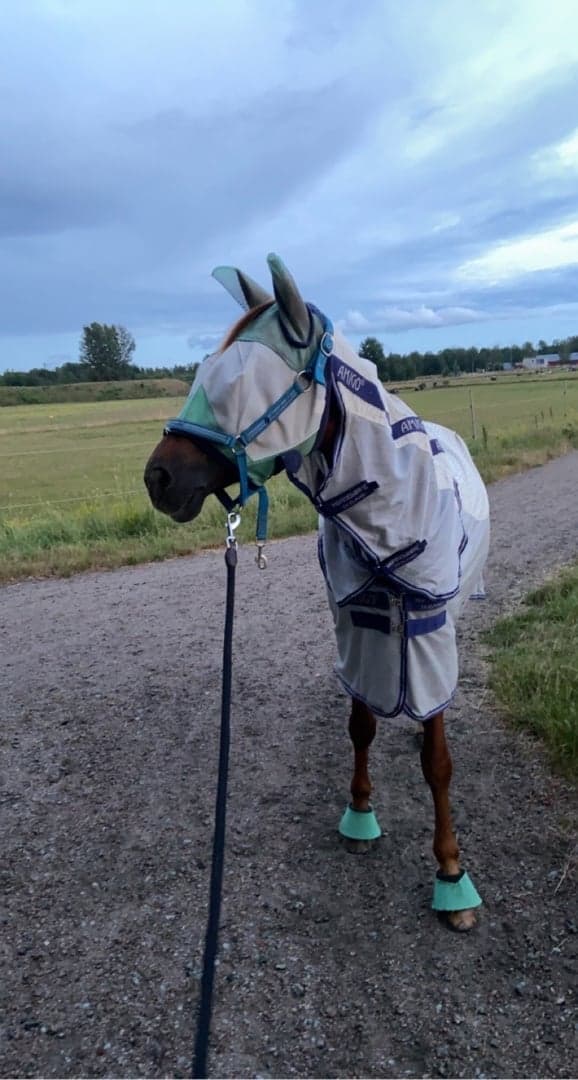 Media 1 av Toftlund’s prins-chi