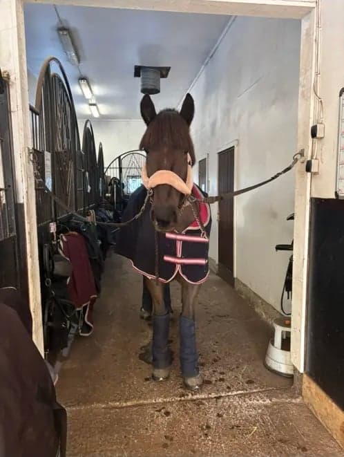 Bild av Riktigt fin hoppglad ridhäst säljes