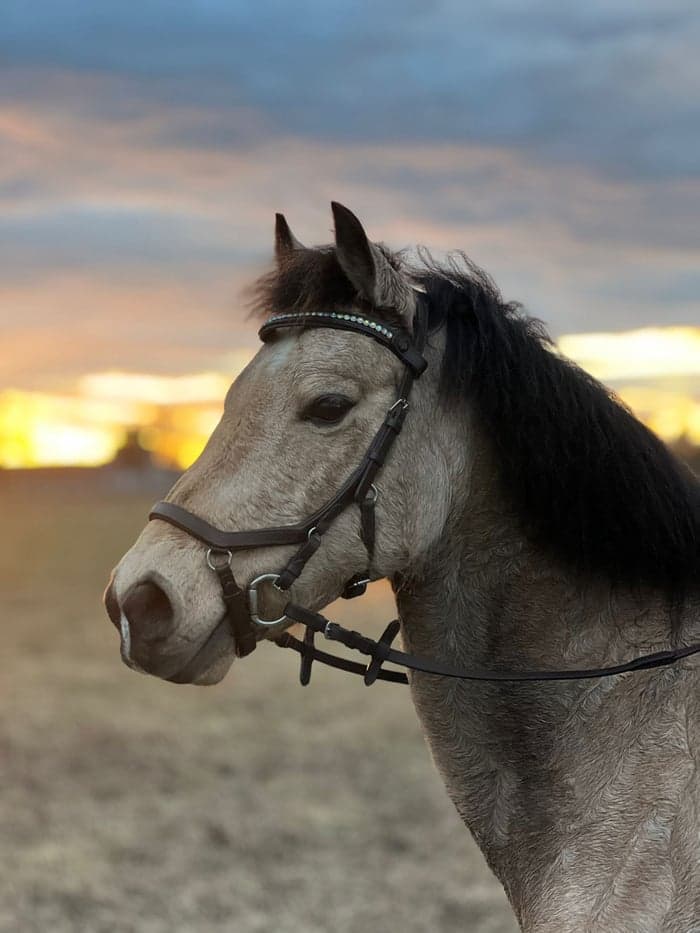 Media 1 av Brazils Belo Noite