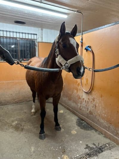 Inlägg 1 av Welsh Partbred med titeln Köpte vi henne