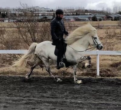 Inlägg 32 av Island