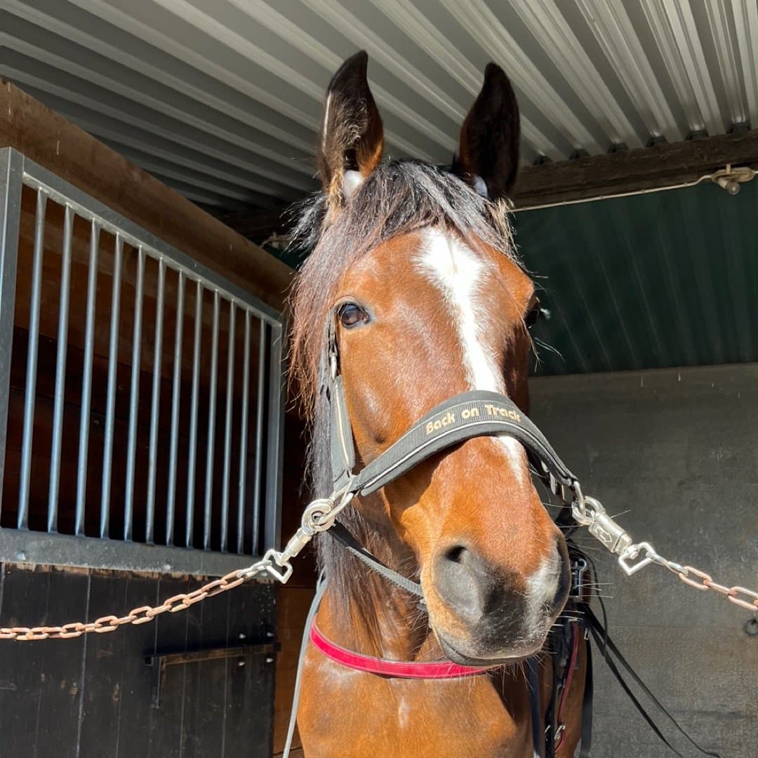 Bild 1 av Tossa Todilo