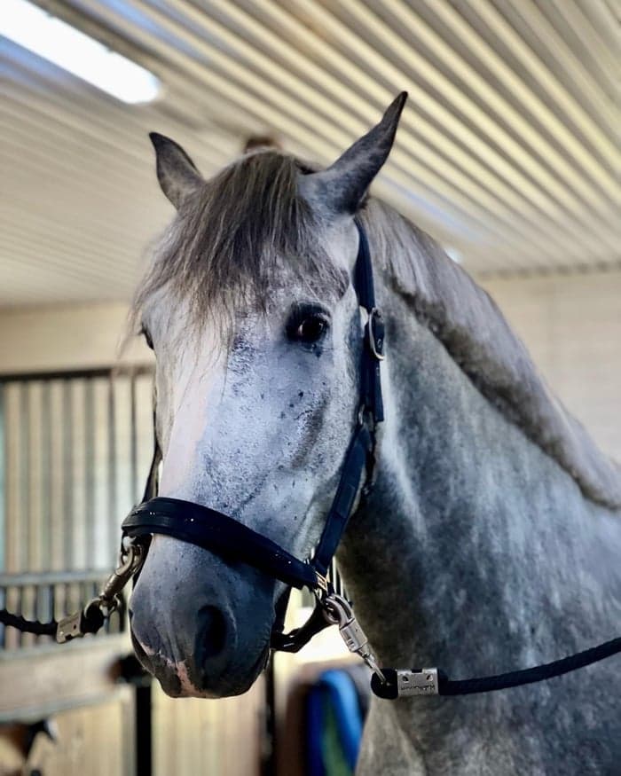 Media 1 of Sentimiento De Brezo