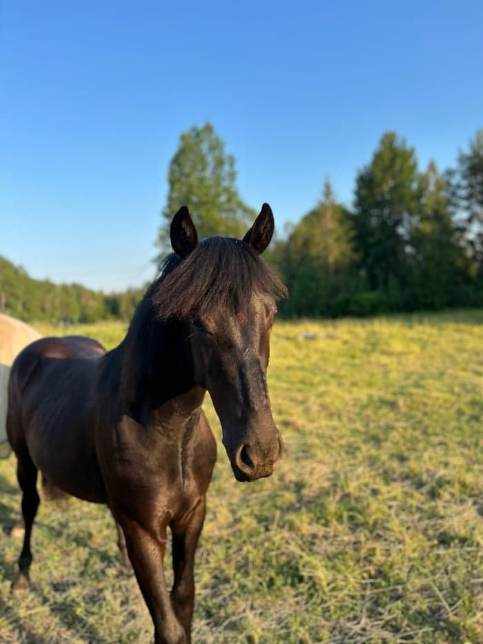 Media 1 av Blacktown Elwis