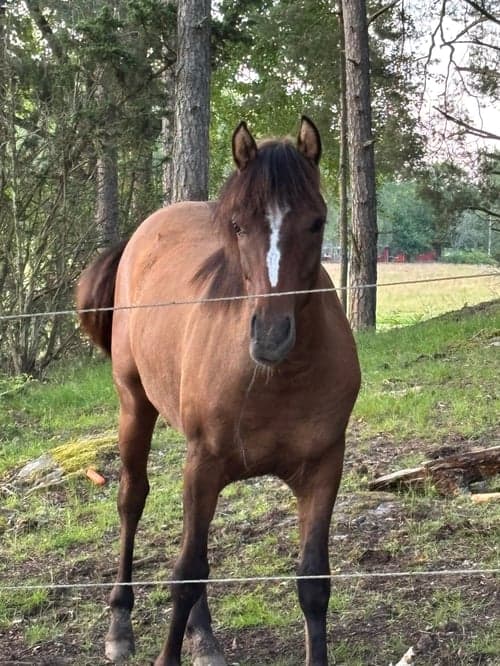 Bild av Ponnykille för framtiden