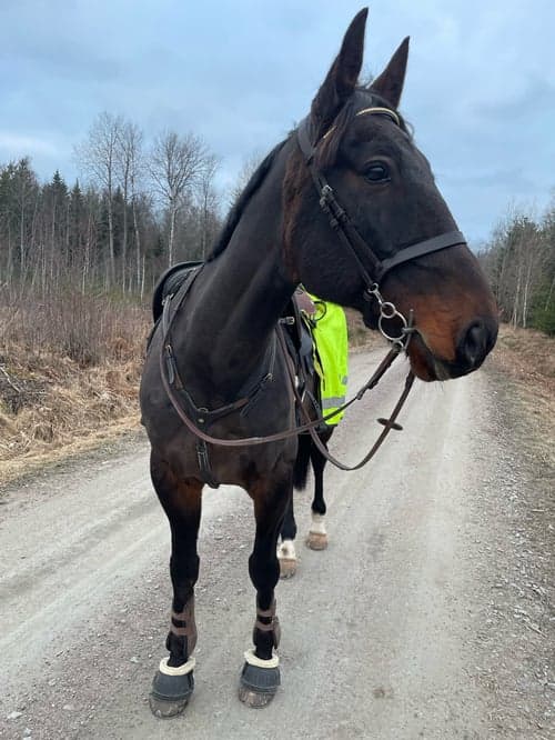 Bild av Ridtravare med hög potential 